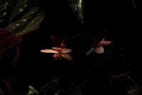 /album/kuranda/img-2829-800x533-jpg/